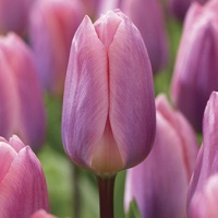 Tulip Light and Dreamy