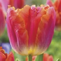 Tulip Miami Sunset