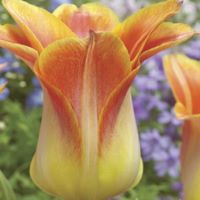 Tulip Moonblush