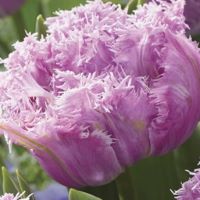 Tulip Newcastle
