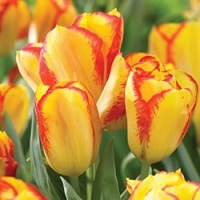Tulip Outbreak