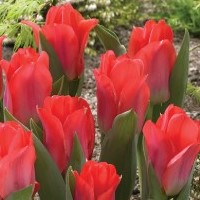 Tulip Portland