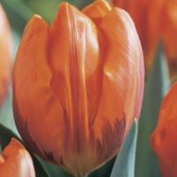Tulip Princess Irene