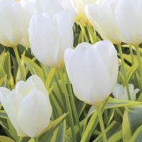 Tulip Purissima Blond