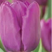 Tulip Purple Prince