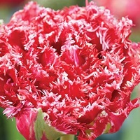 Tulip Qatar