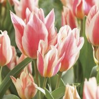 Tulip Quebec