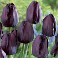 Tulip Queen of Night