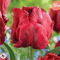 Tulip Red Madonna