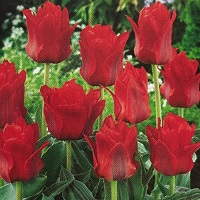 Tulip Red Riding Hood