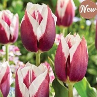 Tulip Rimini