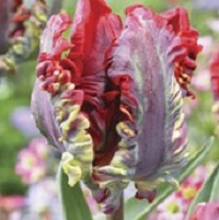 Tulip Rococo