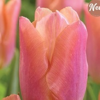 Tulip Salmon Prince
