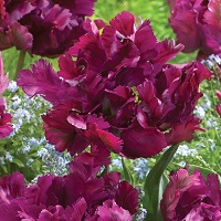 Tulip Secret