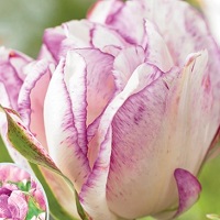Tulip Shirley
