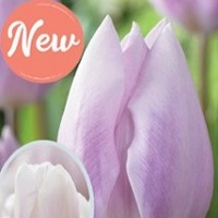 Tulip Silver Cloud