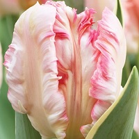 Tulip Silver Parrot