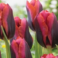 Tulip Slawa