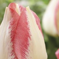 Tulip Spryng Sunrise