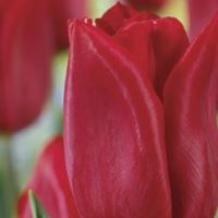 Tulip Strong Love