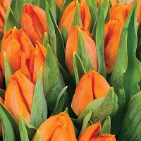 Tulip Sunrise Prince