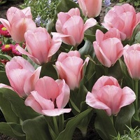Tulip Sweet Sixteen