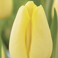 Tulip Swinkels