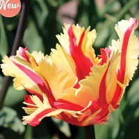 Tulip Texas Flame