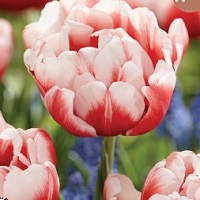 Tulip Voicemail