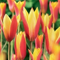 Tulip Little Beauty Tulip
Chrysantha Tulip Apricot Pride Tulip
Brisbane Tulip Canadian Celebration
Tulip Canadian Liberator Tulip Dee Jay
Tulip El Nino Tulip Feathered Facination
Tulip Flaming Flag Tulip Flaming
Purissima Tulip Jaap Groot Tulip Light
and Dreamy Tulip Maureen Tulip Outbreak
Tulip Portland Tulip Qatar Tulip Queen
of Night Tulip Rimini Tulip Rococo Tulip
Salmon Prince Tulip Secret Tulip Serano
Tulip Shirley Tulip Silver Tulip Silver
Cloud Tulip Slawa Tulip Voicemail