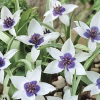 Tulip Humilis alba