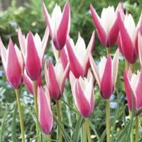 Tulip Peppermint Stick