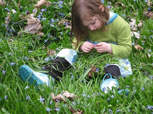 scilla picking